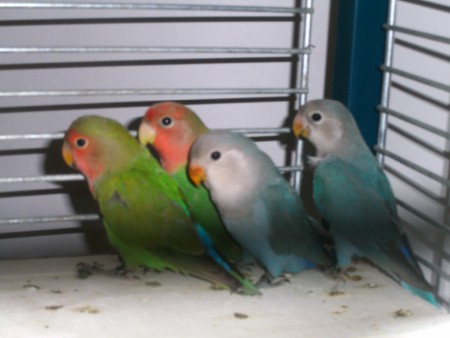 hier wat van dicht bij  Coco voorop dan Chica dan Lora en dan Wacko